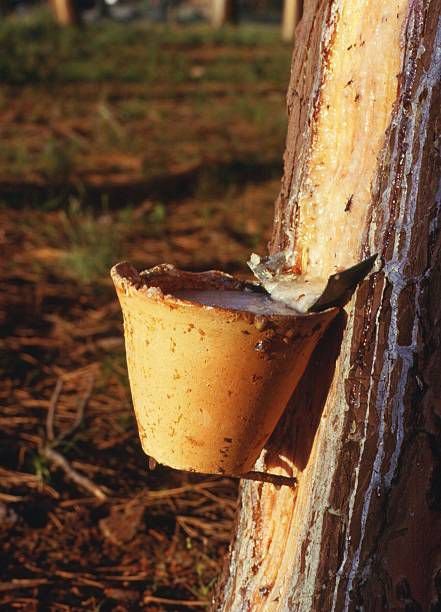 Gemmage sensibilisation à l'environnement