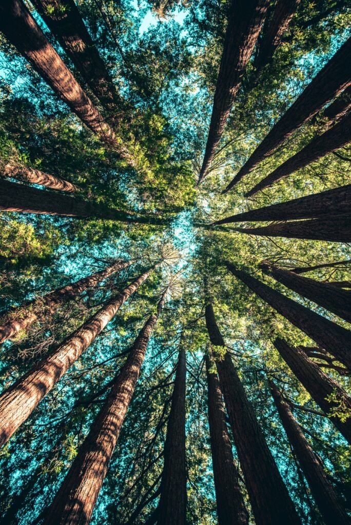 Sensibilisation forêt des Landes de Gascogne